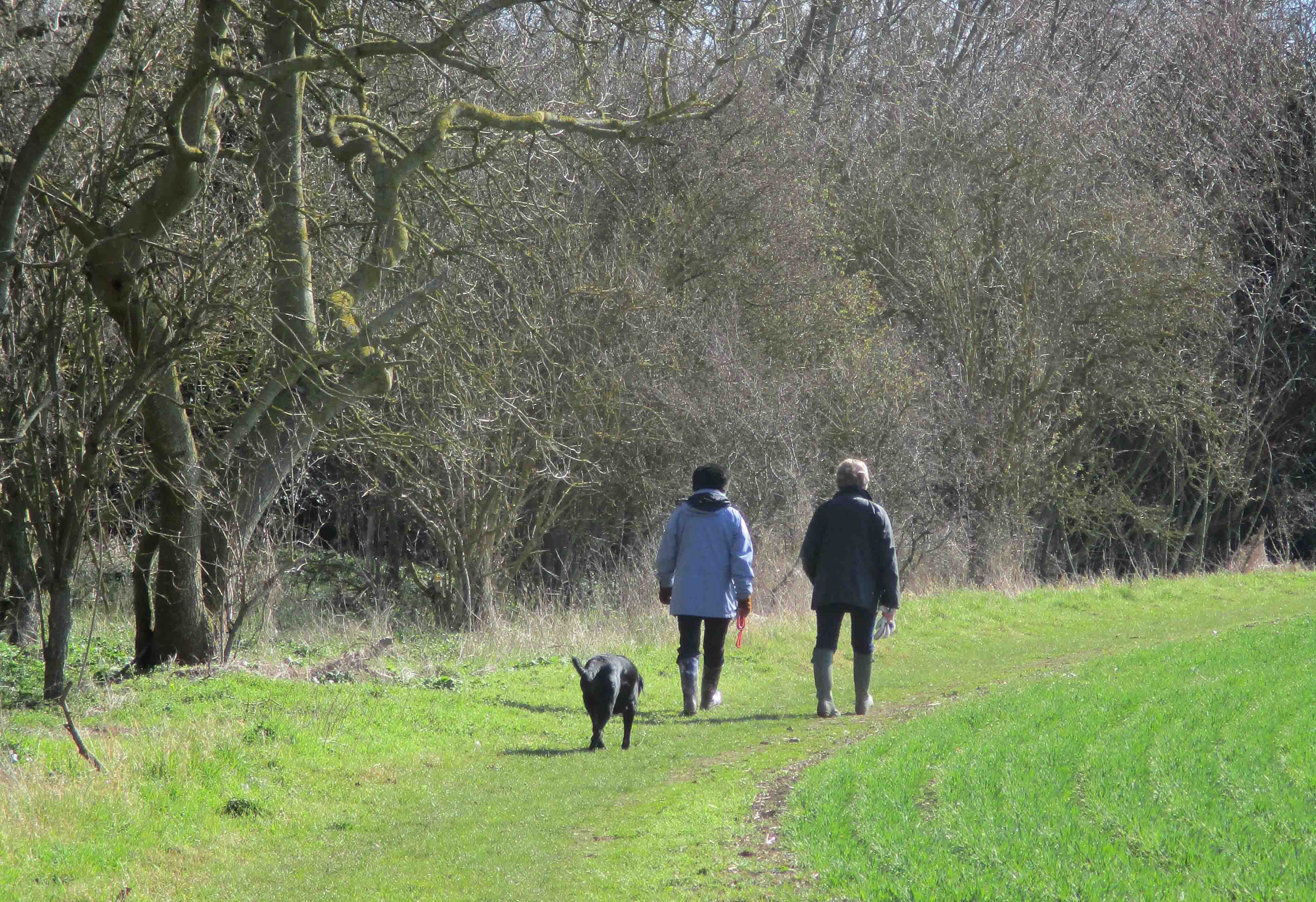 two women walking a dog on a grassy path alongside a row of trees