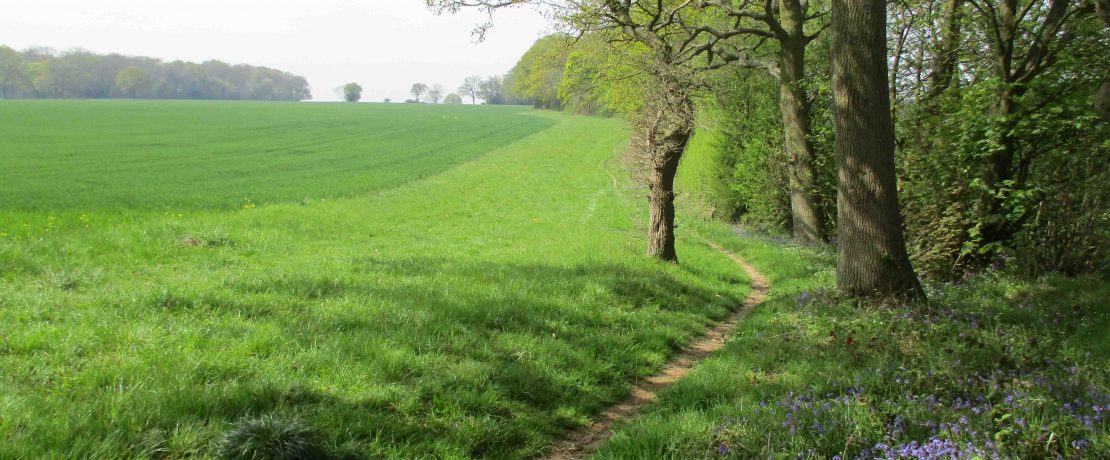 lovely tranquil green landscape with trees, bluebells and a public footpath