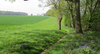 lovely tranquil green landscape with trees, bluebells and a public footpath