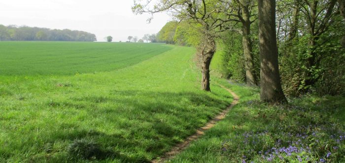 lovely tranquil green landscape with trees, bluebells and a public footpath