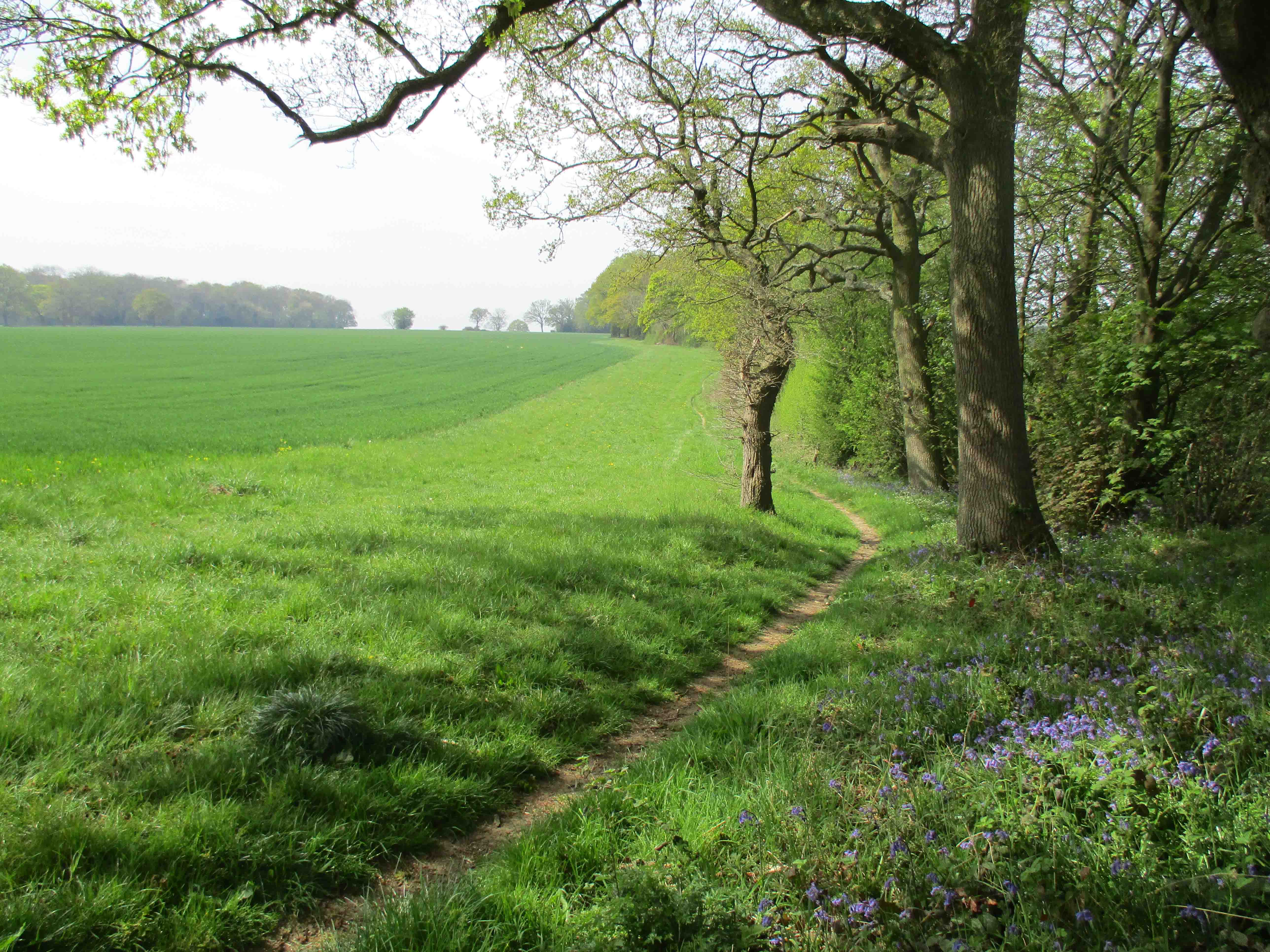 lovely tranquil green landscape with trees, bluebells and a public footpath