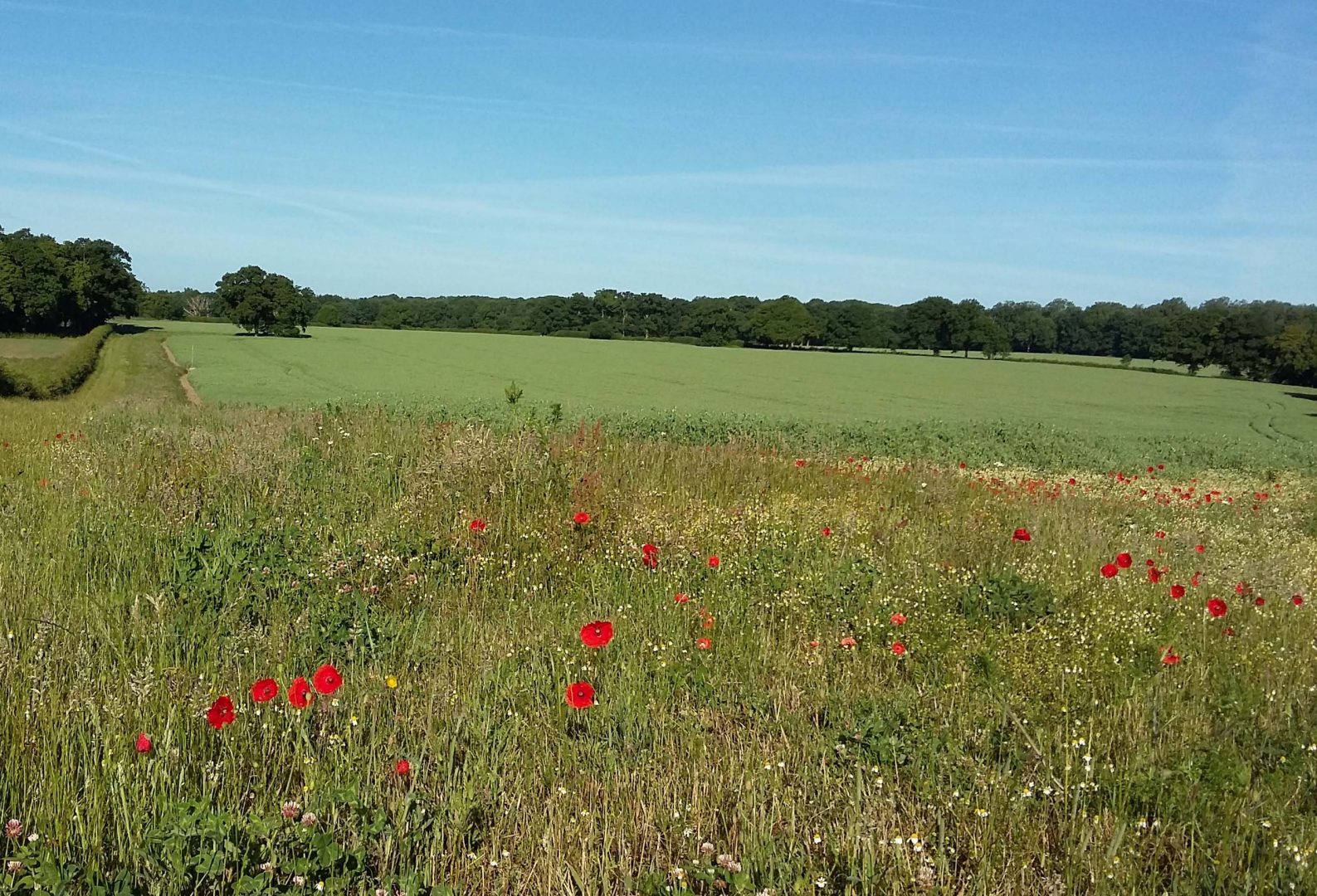 symondshyde, beautiful green fields, wildflowers, hedgerows and woodland
