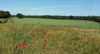 symondshyde, beautiful green fields, wildflowers, hedgerows and woodland