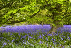 Spring bluebells in woodland