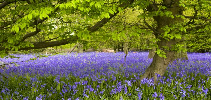 Spring bluebells in woodland