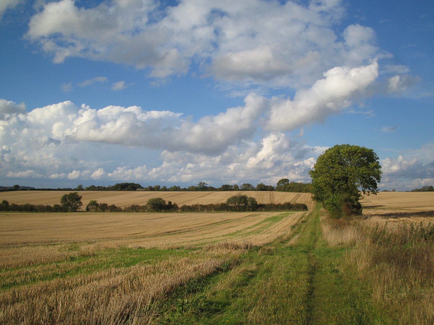 Countryside grassland with tree in middle distance
