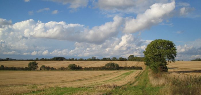 Countryside grassland with tree in middle distance