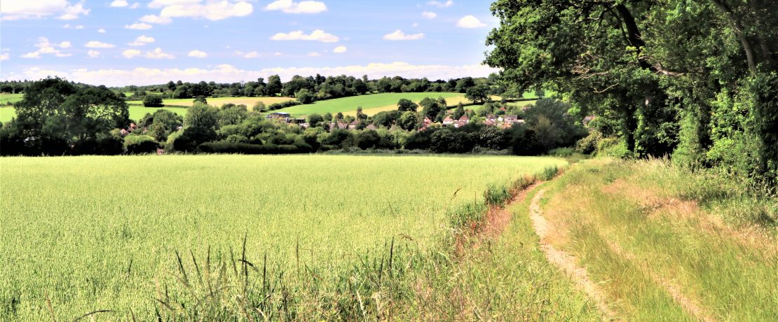 beautiful undulating green fields, hedgerows and trees in the Green Belt