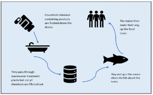 Household chemical containing products are flushed down the drains. They pass through wastewater treatment plants but not all chemicals are filtered out. They end up in the oceans where the fish absorb the toxins. The toxins then make their way up the food chain.