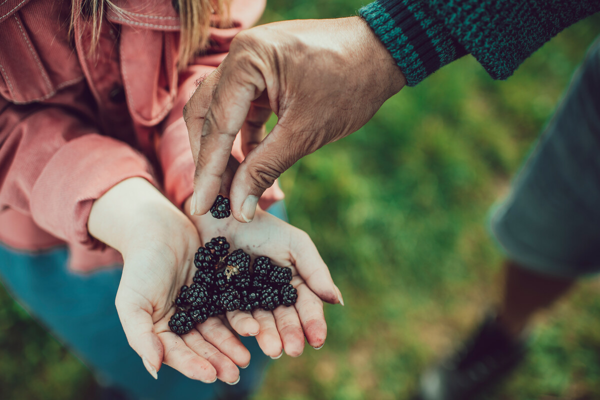 picking blackberries