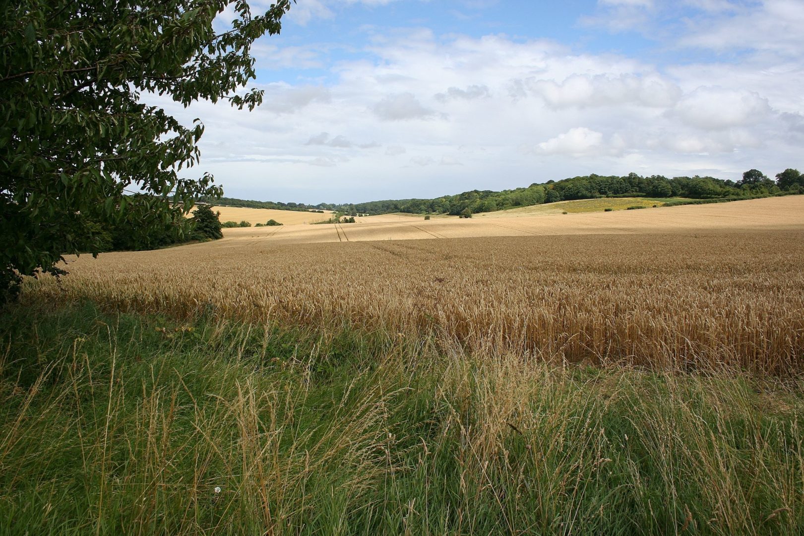 lovely long view of undulating landscape, fields and trees
