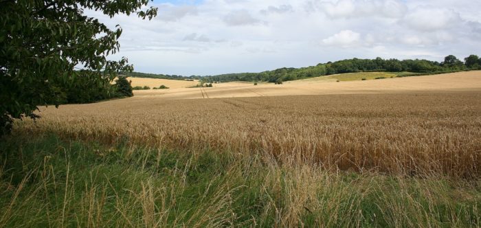 lovely long view of undulating landscape, fields and trees