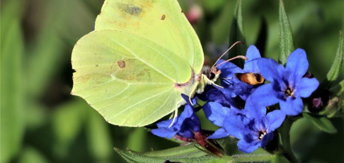 Butterfly on a blue flower