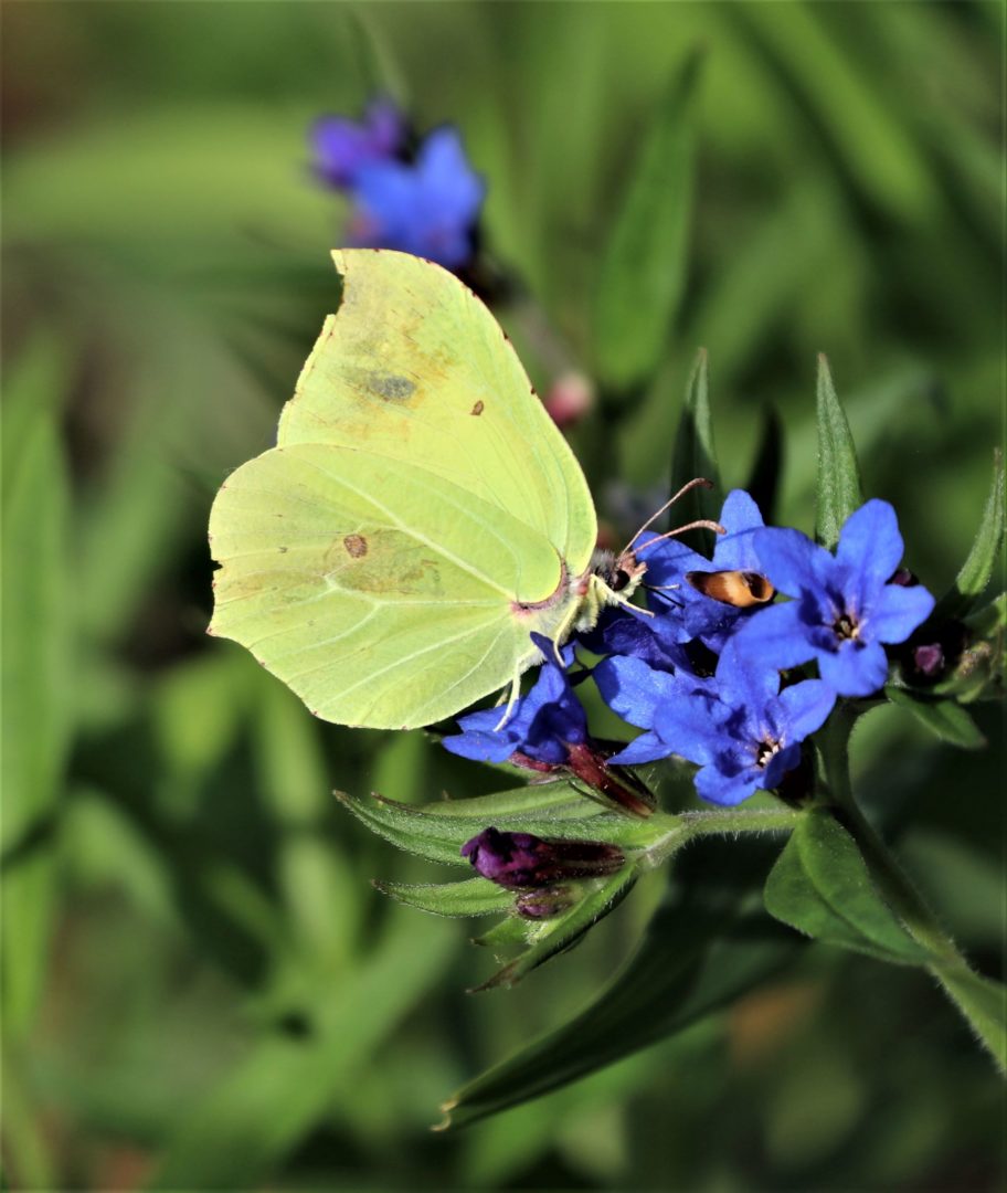 Butterfly on a blue flower