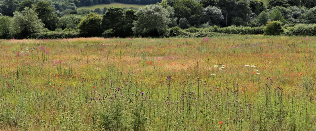 A meadow with many types of colourful wildflowers