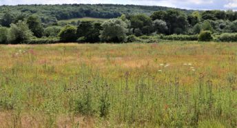 A meadow with many types of colourful wildflowers