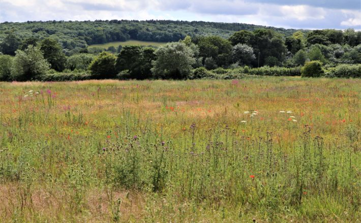 A meadow with many types of colourful wildflowers