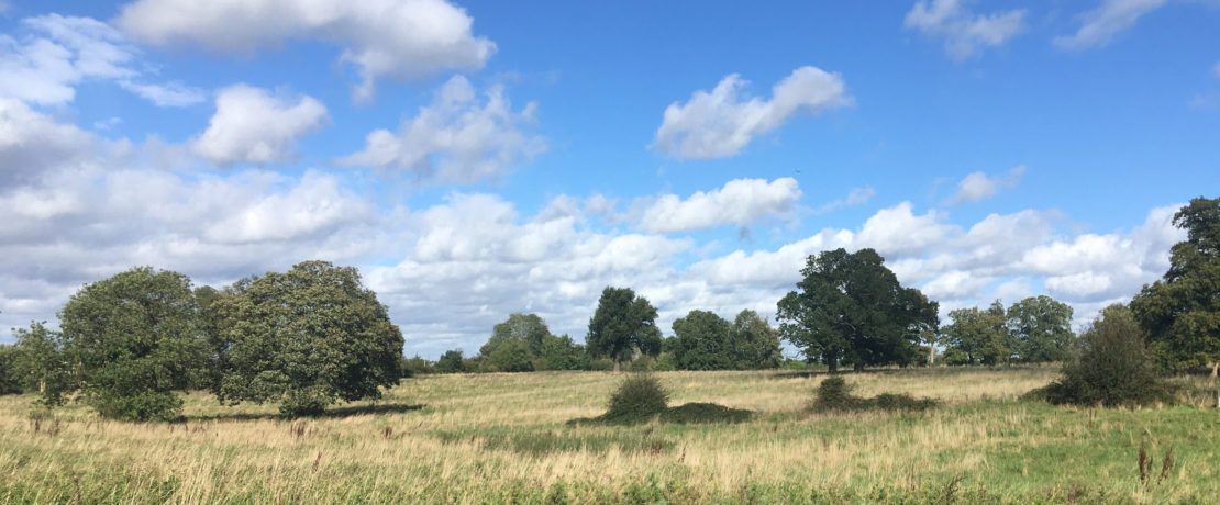 a beautiful open green field with a variety of scattered trees in the sunshine under a blue sky