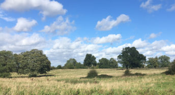 a beautiful open green field with a variety of scattered trees in the sunshine under a blue sky
