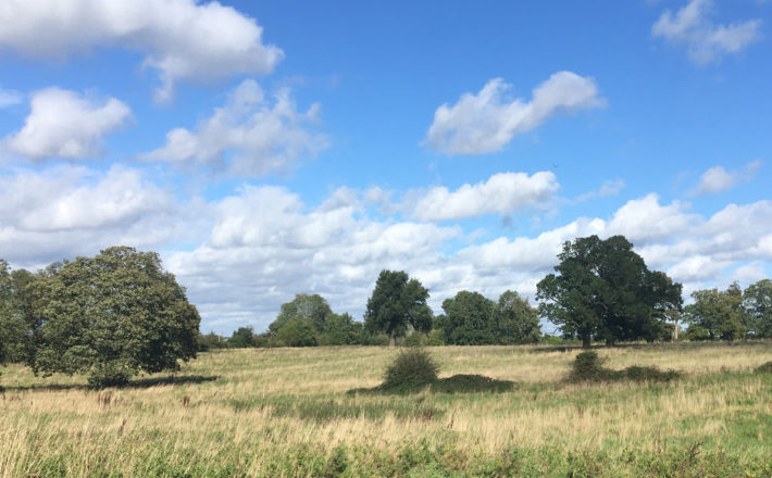 a beautiful open green field with a variety of scattered trees in the sunshine under a blue sky