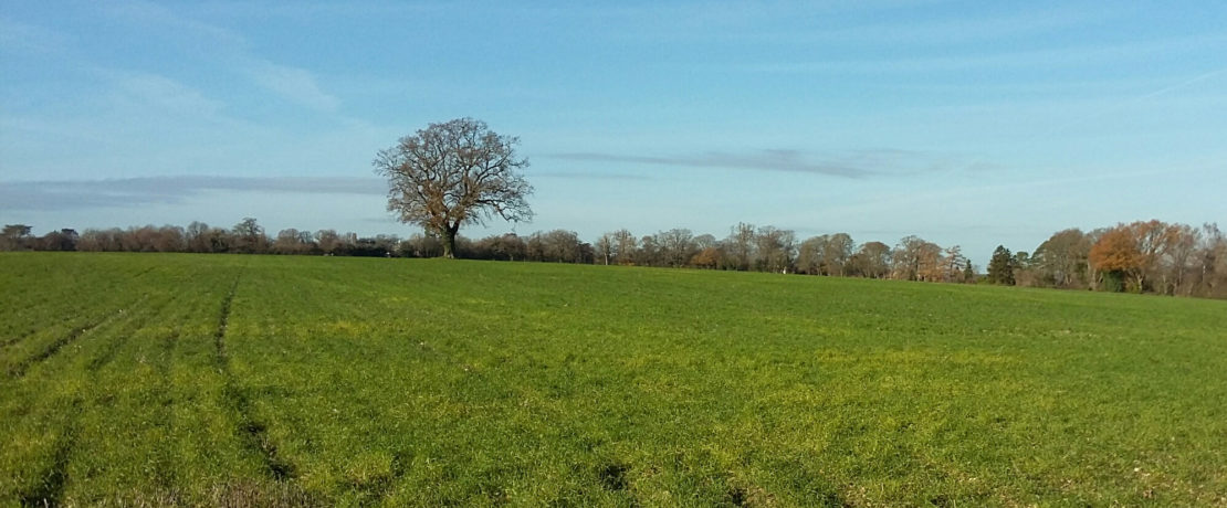 The Green Belt is land like this, beautiful open landscapes with long views, fields and trees, a habitat for biodiversity, and a carbon sink to help mitigate climate change