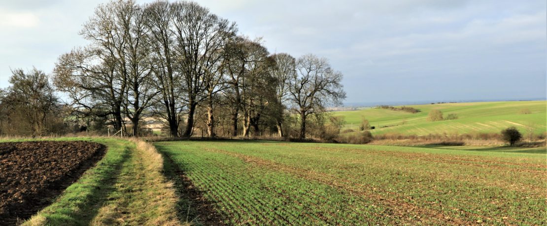 an attractive winter landscape with green arable fields and bare branched trees silhouetted against a gray sky