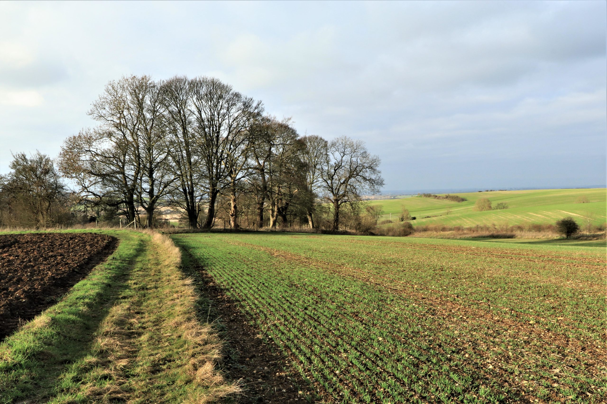 an attractive winter landscape with green arable fields and bare branched trees silhouetted against a gray sky