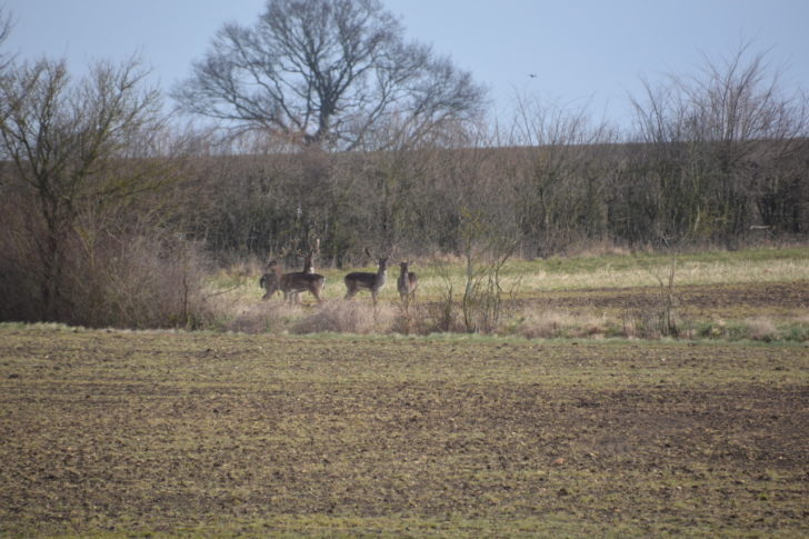 herd of deer in the proposed development site