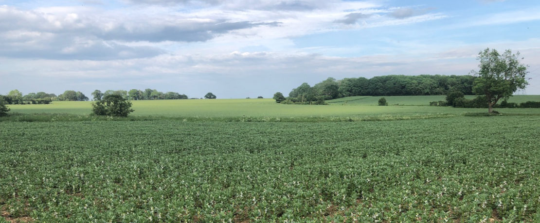 Lush green crops with woodland in the distance and a blue sky overhead