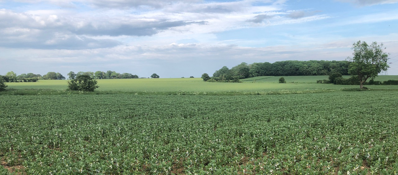 Lush green crops with woodland in the distance and a blue sky overhead