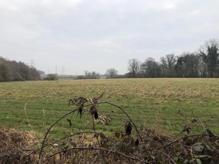 Rookery in the proposed development site