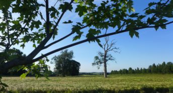 beautiful green field with trees and a blue sky