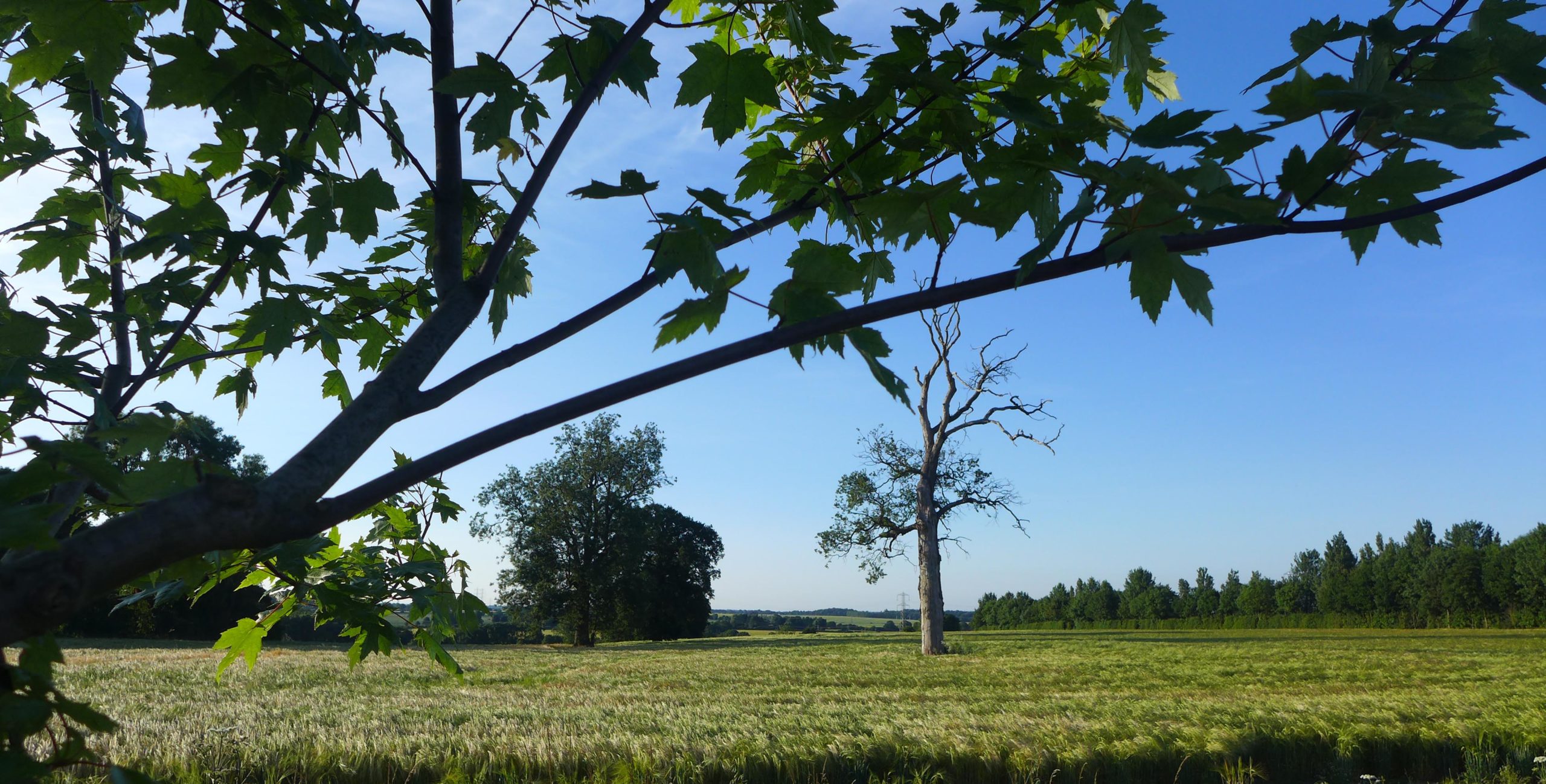 beautiful green field with trees and a blue sky