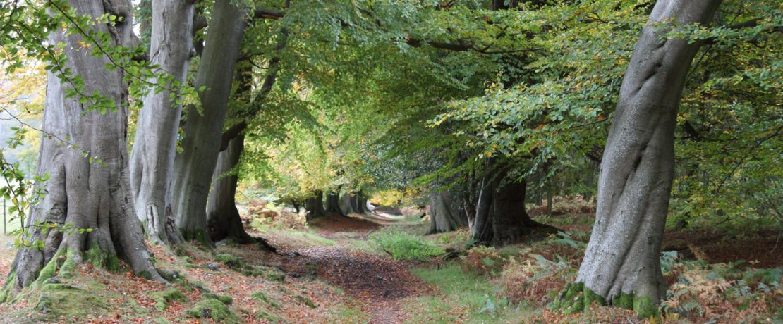 ancient beech trees in a lush green forest in ashridge within the chilterns beechwoods special area of conservation