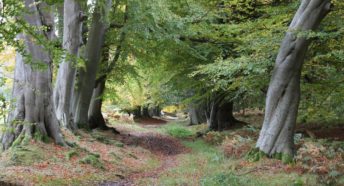 ancient beech trees in a lush green forest in ashridge within the chilterns beechwoods special area of conservation