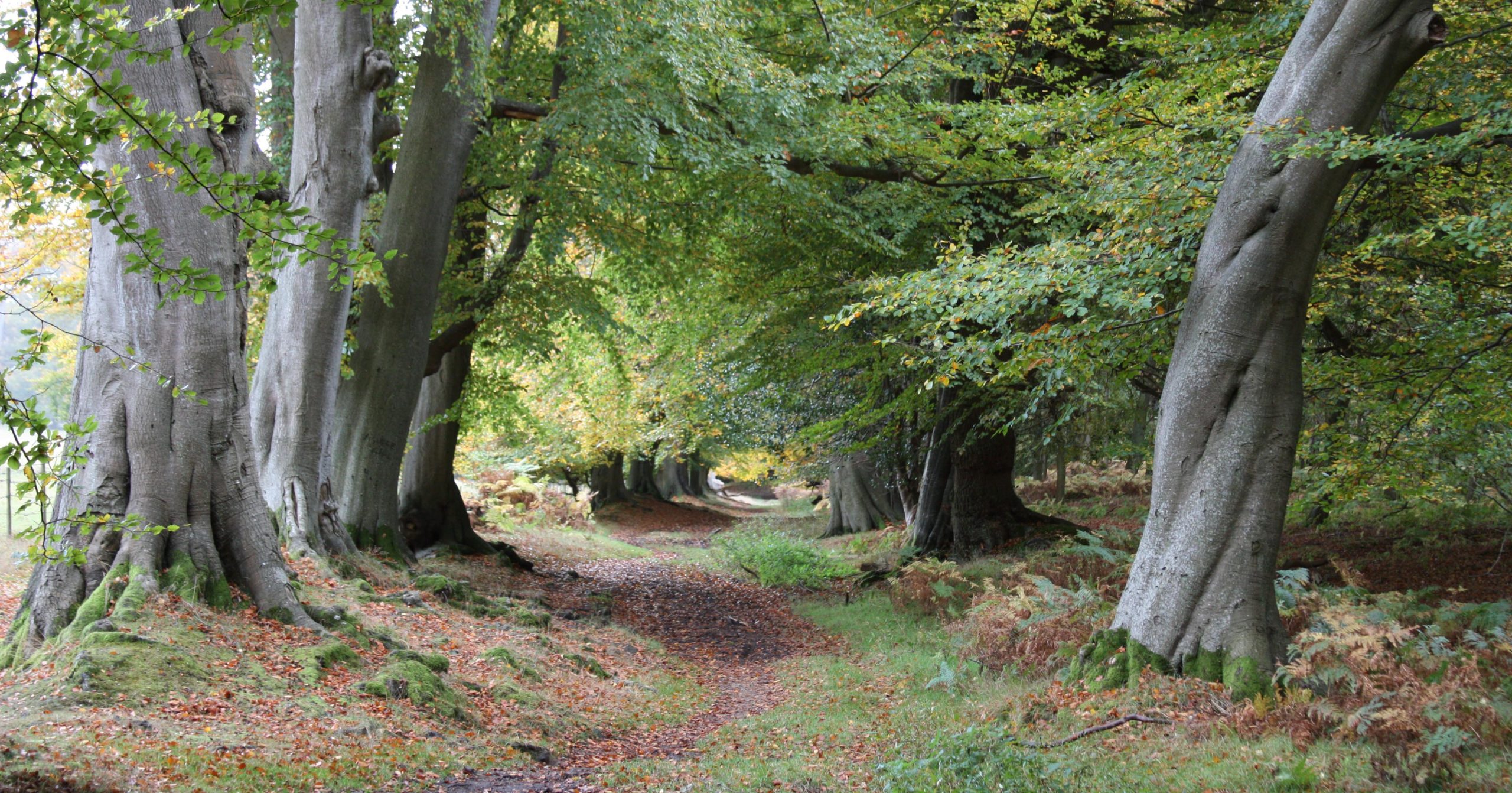 ancient beech trees in a lush green forest in ashridge within the chilterns beechwoods special area of conservation