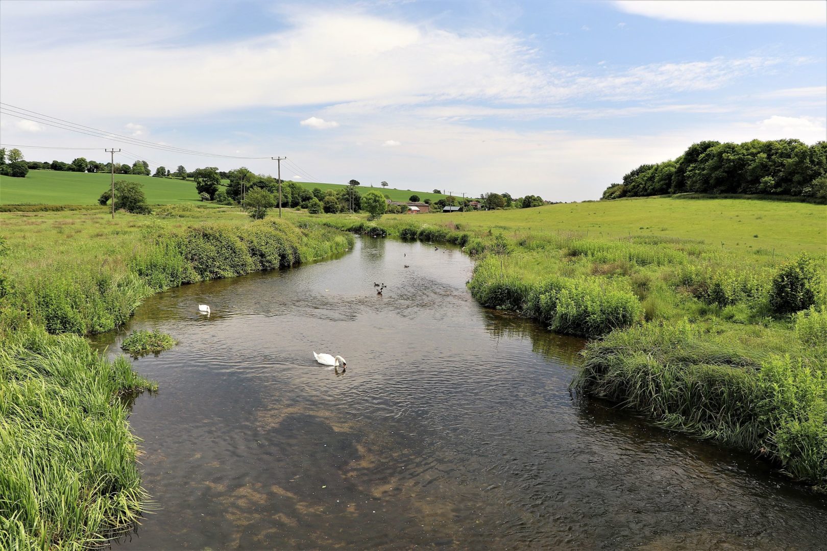 The Lea river, a chalk stream, with swans on the water, green fields either side of the river, and blue skies overhead