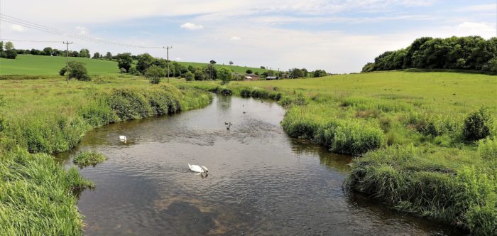 The Lea river, a chalk stream, with swans on the water, green fields either side of the river, and blue skies overhead