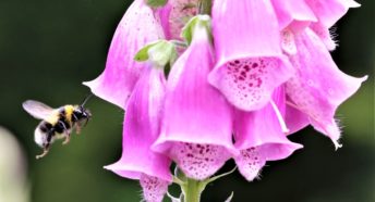 biodiversity: a close up image of a bumblebee in flight, approaching a bright pink foxglove for its nectar