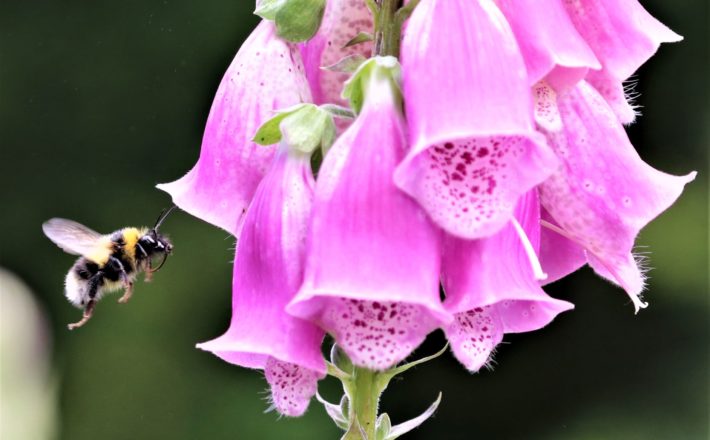 biodiversity: a close up image of a bumblebee in flight, approaching a bright pink foxglove for its nectar