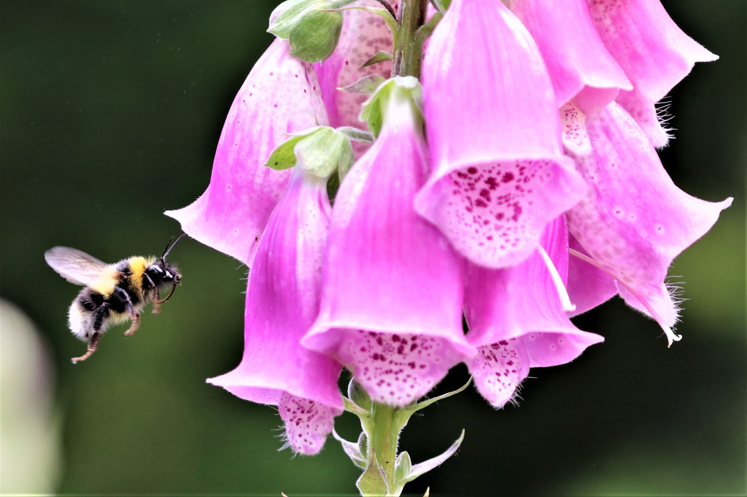 biodiversity: a close up image of a bumblebee in flight, approaching a bright pink foxglove for its nectar