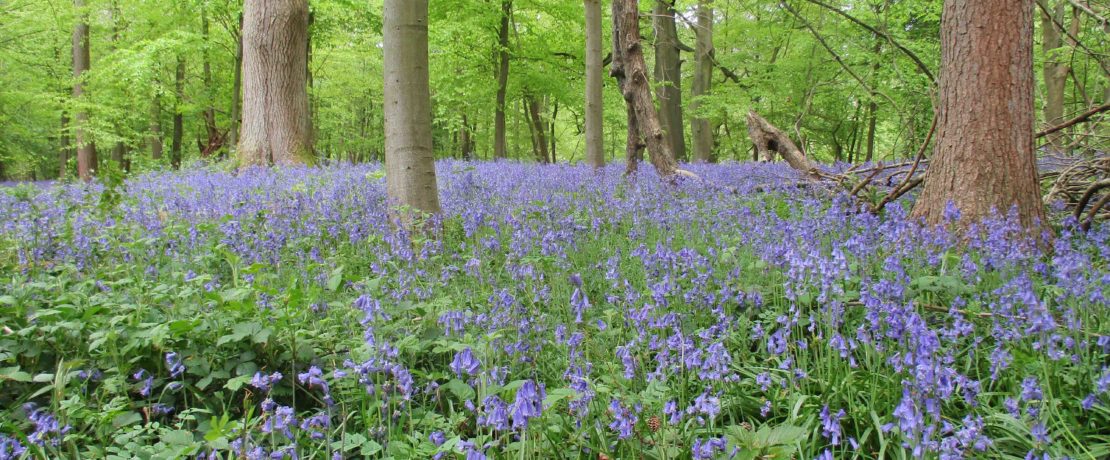 ancient woodland with bluebells in bloom