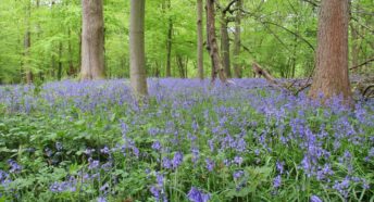 ancient woodland with bluebells in bloom