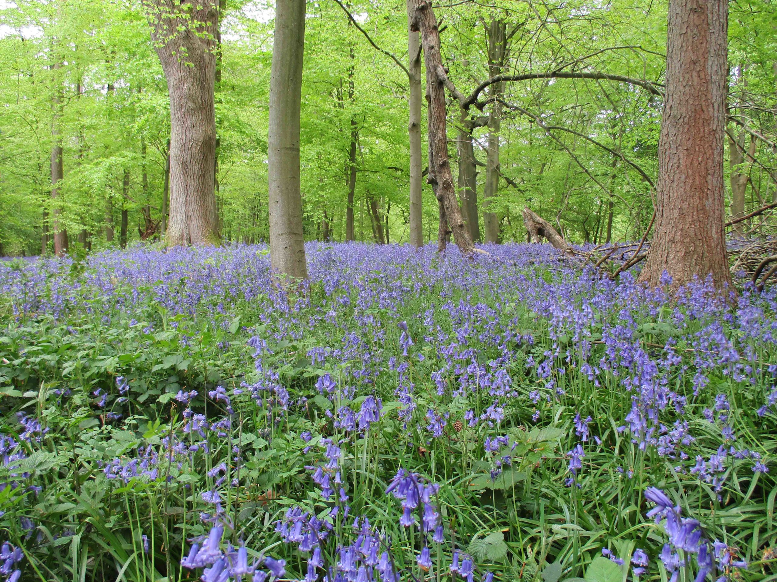 ancient woodland with bluebells in bloom