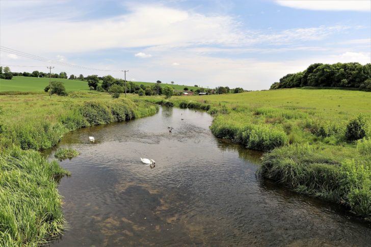 The Lea is now a wider river, with swans and green fields either side