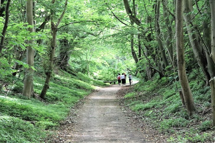 people walking on a shaded level path through a green tunnel of trees and vegetation