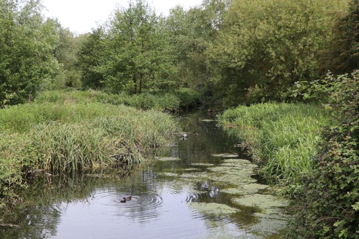 a small watercourse with ducks and reeds, the Lea near its source at Leagrave Marsh