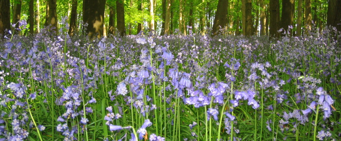 blue wildflowers, bluebells, in a green woodland with sun filtering through the leaf canopy