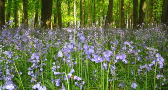blue wildflowers, bluebells, in a green woodland with sun filtering through the leaf canopy
