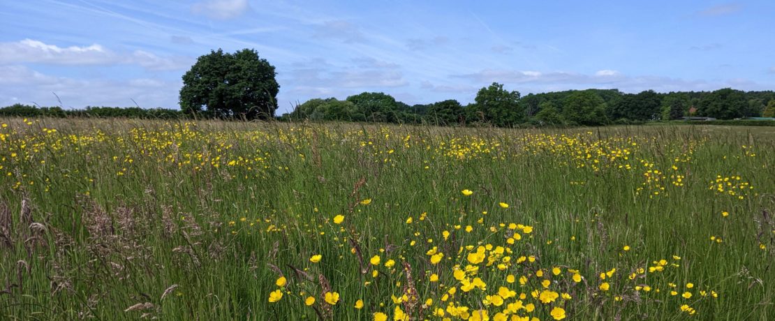 lush green field with yellow wildflowers in the foreground, green trees in the distance, and a blue sky with puffy white clouds overhead